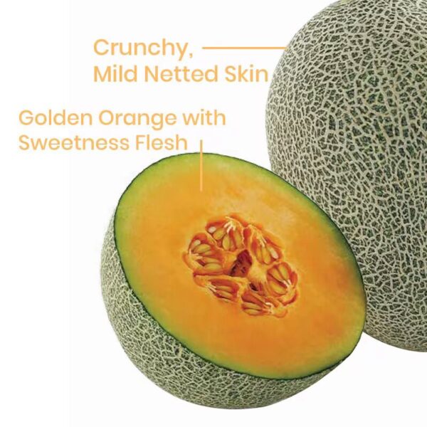 Variété de Melon Hybride XJ Hami F1 – Melon Miel Juteux et Rafraîchissant, La Plus Vendue – Image 3