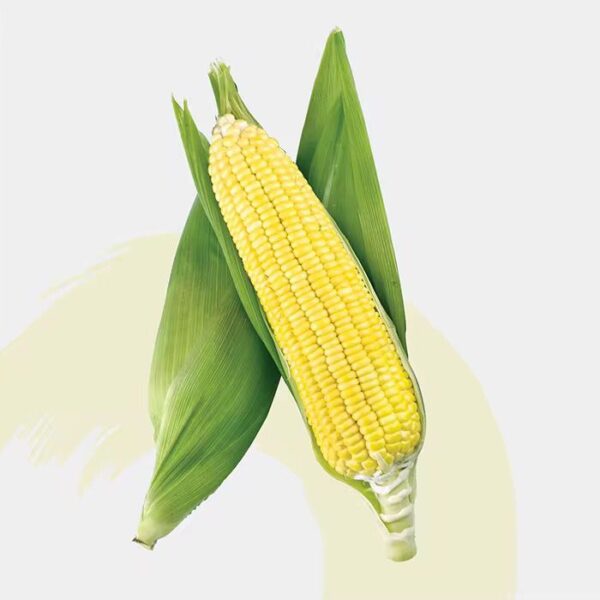 Maïs Sucré 988 Jagung Manis King – Sans OGM, Culture Fraîche et Saine à Haut Rendement, Testé Localement