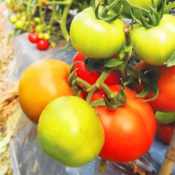 Tomate Hybride Cameron F1 – Première Qualité, Résistante aux Intempéries, Rendement Élevé