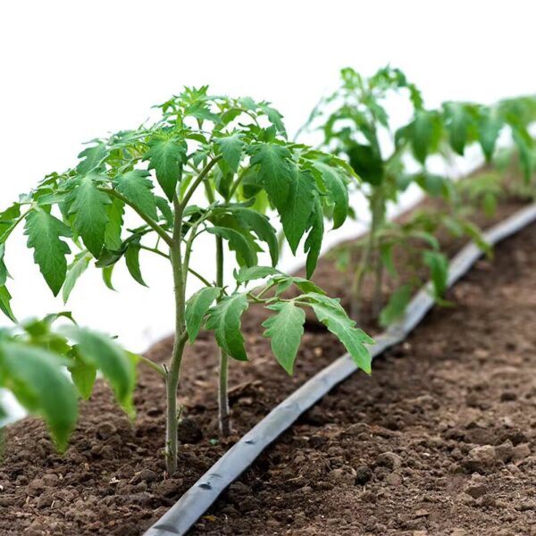 Kit Complet d'Irrigation Goutte à Goutte Automatique – 1Ha, 2Ha, 5Ha, 10Ha – Image 7